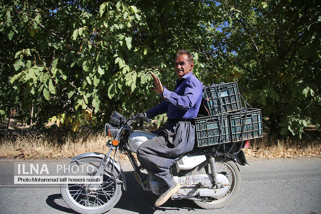 برداشت انور طلای سیاه در کردستان روستای پایگلان 