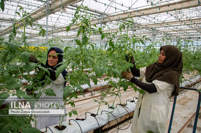 دشت ناز بزرگترین واحد کشت و صنعت مدرن در شمال کشور 