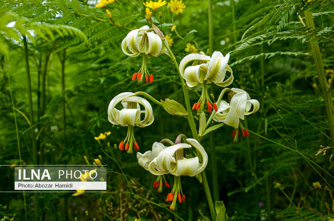 سوسن چلچراغ یکی از گونه‌های نادر
