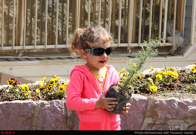 نهال کاری در دامنه کوه آبیدر سنندج 