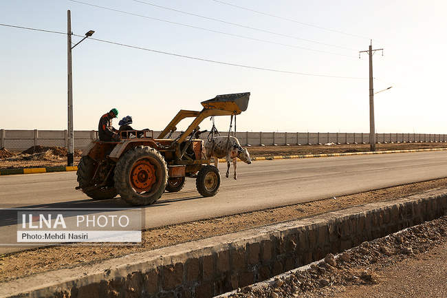امنیت غذایی کشور از طریق دام و طیور