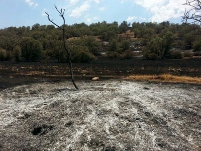 دادستانی: کشت خشخاش در جنگل‌های  فارس کذب است/ نماینده شیراز: شنیدم، اما سند محکمی نداریم/ منتصری: آتش سوزی‌ها سهوی است/ خشک کردن درختان بلوط با گازوئیل و پودر اوره 
