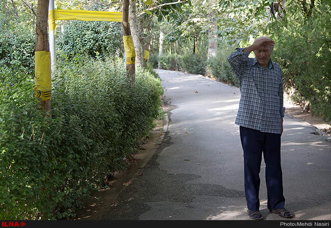 خیابانهای تهران در تصرف سفید بالک ها