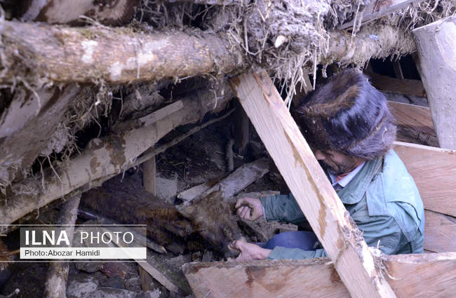 خسارات ناشی از بارش برف در گیلان