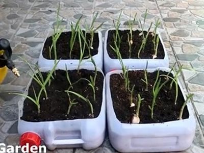 یک ایده جالب برای کاشت سیر در ظروف پلاستیکی + فیلم