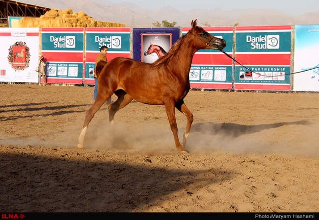 هفتمین دوره مسابقات زیبایی کشور جام ( پادرون ال فرید )