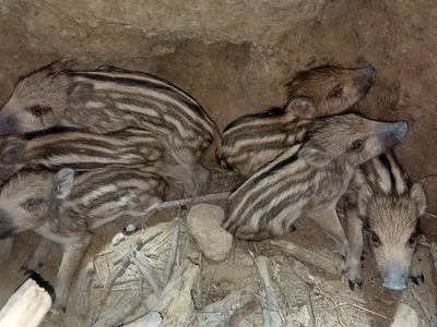 محیط‌بانان کازرون ۶ توله گراز را از مرگ حتمی نجات دادند