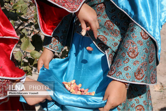 دومین جشنواره پسته قشلاق آذرشهر