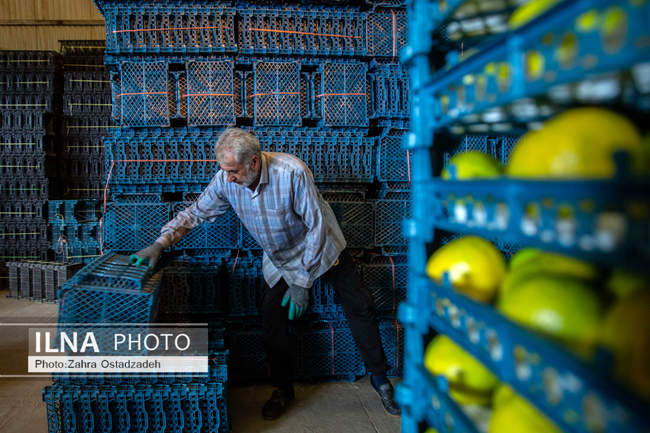 دشت ناز بزرگترین واحد کشت و صنعت مدرن در شمال کشور 