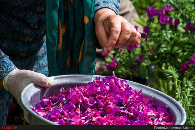 برداشت گل گاوزبان از مزارع مازندران‎