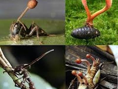 قارچ زامبی در کمین موجودات + فیلم
