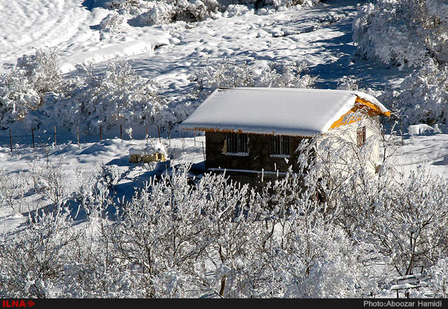 بارش برف در داماش گیلان