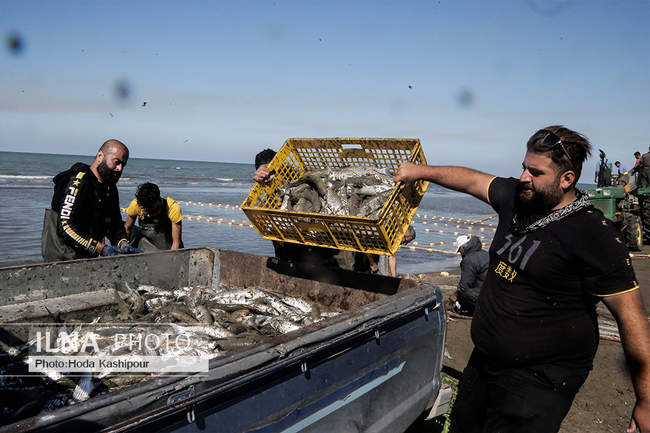 صید پاییزه ماهی در دریای خزر