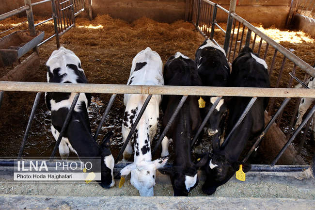 تولید در مسیر پیشرفت مناطق محروم
