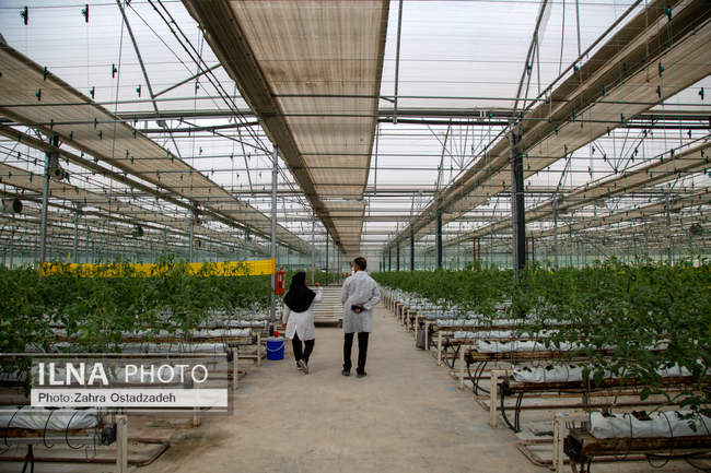 دشت ناز بزرگترین واحد کشت و صنعت مدرن در شمال کشور 