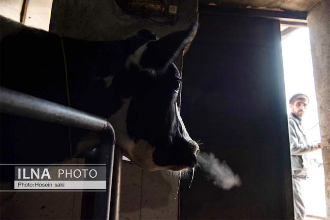 خودکفایی در تولید شیر با تلیسه نمونه