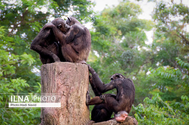 باغ وحش تایپینگ در مالزی