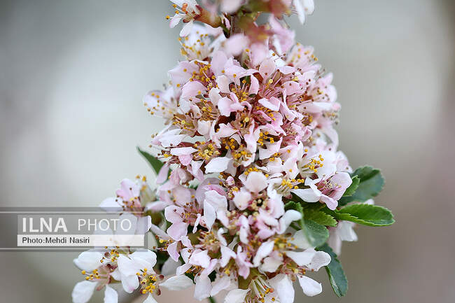 شکوفه‌های بهاری