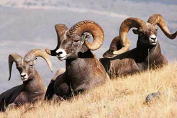 تراکم استثنایی قوچ و میش در کشور