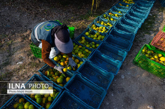 برداشت نارنگی از باغات هاشم‌آباد گرگان