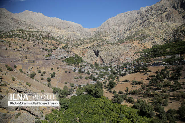  برداشت انار در هورامان کردستان ( روستای ژیوار)