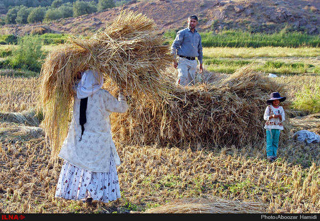 آخرین برداشت خوشه های طلایی برنج در 