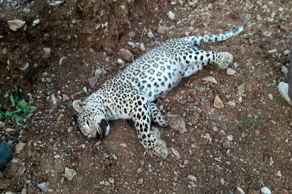 علت مرگ پلنگ ماده در خواف مشخص شد