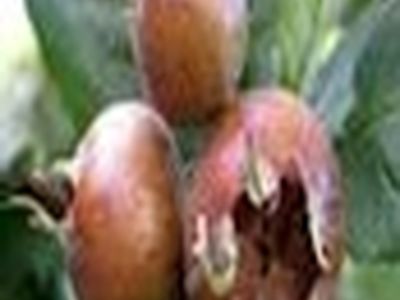 آغاز برداشت ازگیل در آستارا و تالش