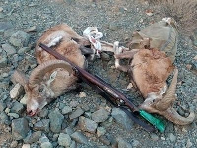محکومیت شکارچی دو رأس بز وحشی در گچساران به 7 ماه حبس