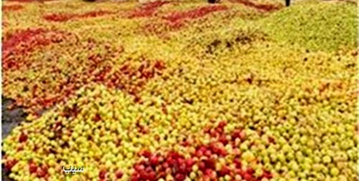 دپوی « سیب » باغداران آذربایجان غربی در کنار جاده‌های استان/ ارزان فروشی سیب‌ها به دلالان  به دلیل فاسد شدن محصول