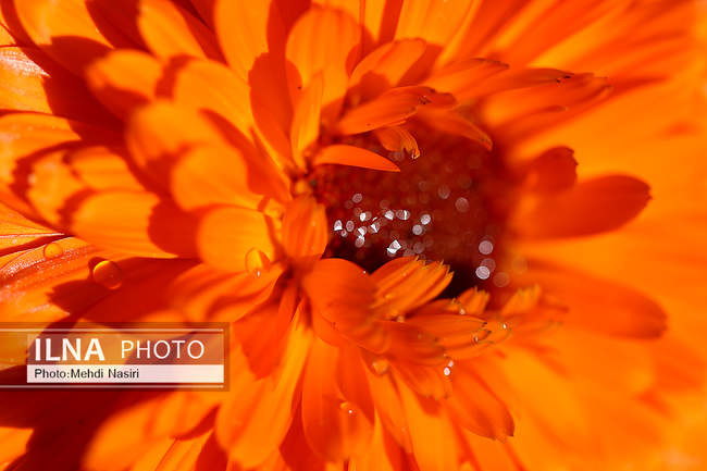 شکوفه های بهاری