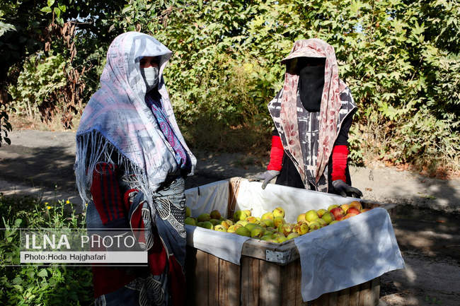 برداشت گلابی از باغات چناران