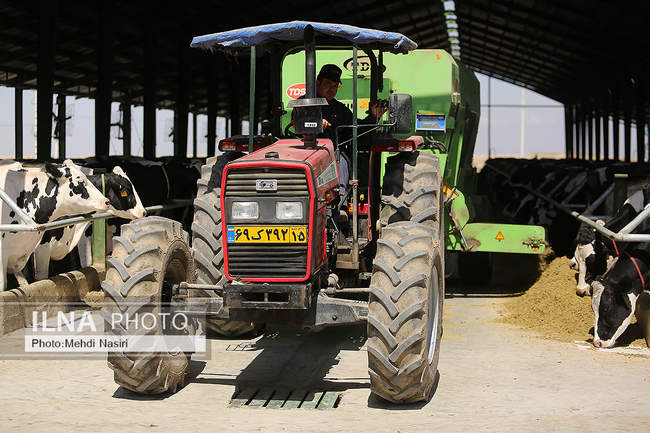 امنیت غذایی کشور از طریق دام و طیور