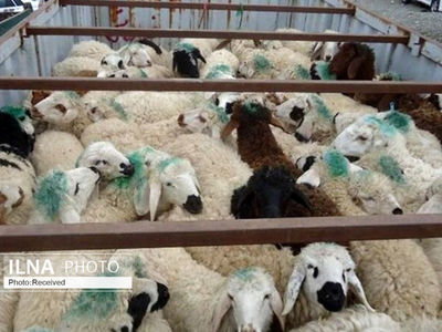 ۱۶۴ میلیارد تومان تسهیلات به بهره برداران دام و طیور پرداخت شد