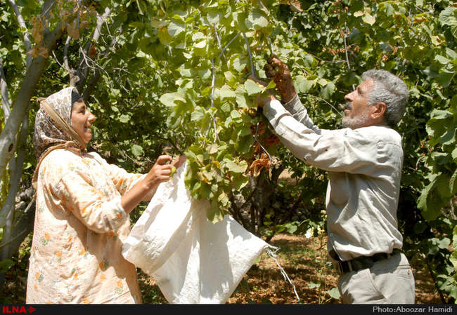 برداشت فندق در رودبار گیلان
