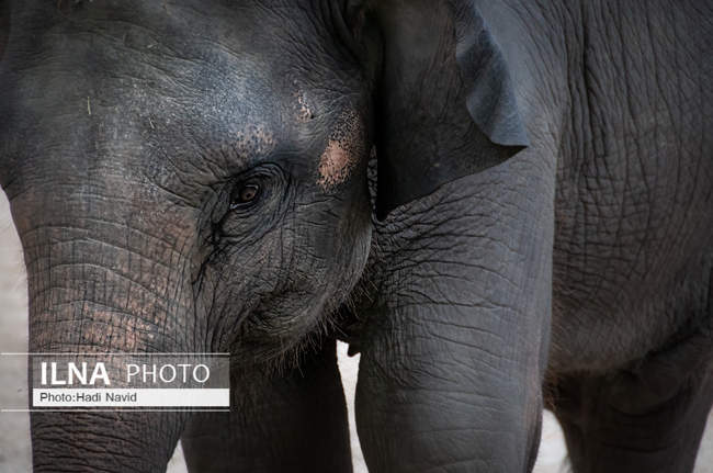 باغ وحش تایپینگ در مالزی