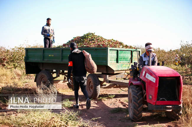 برداشت پسته از باغات نیشابور