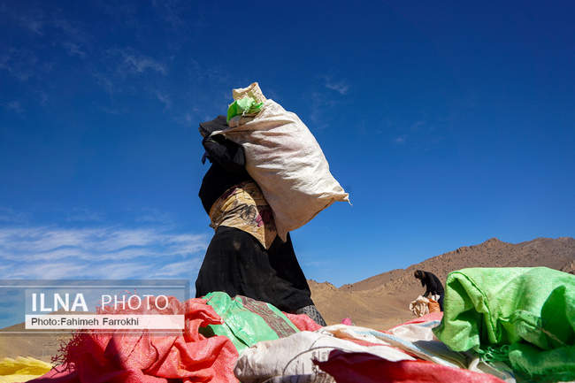 اشتغالزایی در مزارع کشاورزی سیب زمینی فیروزکوه