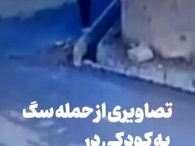 باز هم حمله سگ ولگرد، اینبار به کودک مرندی + فیلم