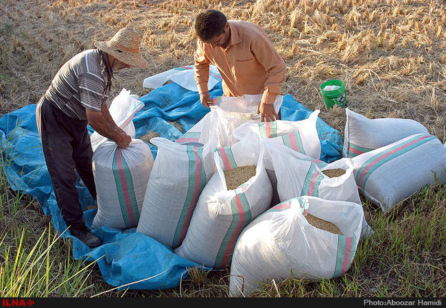 آخرین برداشت خوشه های طلایی برنج در 