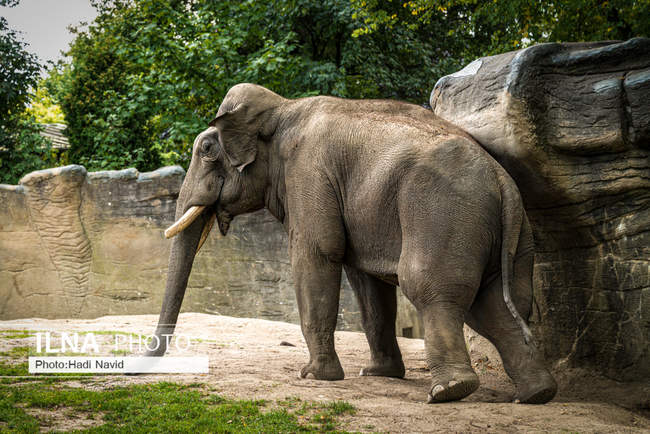 باغ وحش هامبورگ