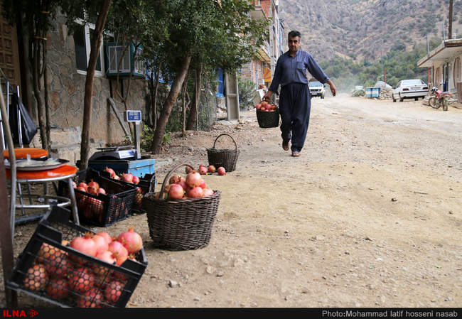 برداشت یاقوت های سرخ از باغات هورامان