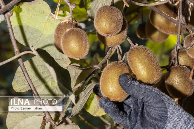 کار و امید، قصه زنان باغ کیوی