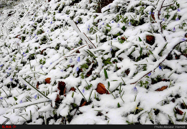 بارش برف بهاری در داماش گیلان
