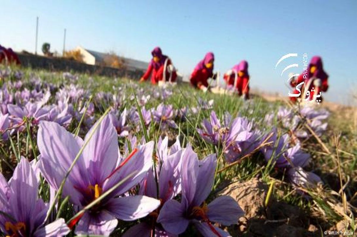 تلاش برای راه‌اندازی ‌بورس بین المللی زعفران/ ایران باید تعیین کننده قیمت زعفران در جهان باشد