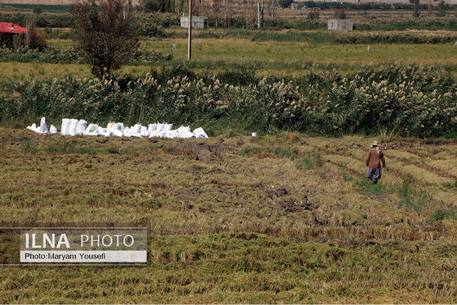 شالی کوبی در شهر میانه 