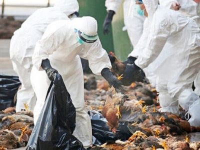 ردپای آنفولانزای فوق حاد پرندگان در آذربایجان غربی/ مهار کانون بیماری در مهاباد