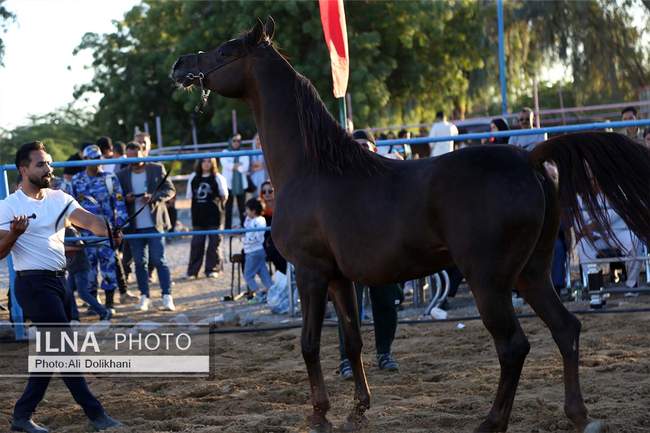 سومین جشنواره زیبایی و شوسواره استان هرمزگان
