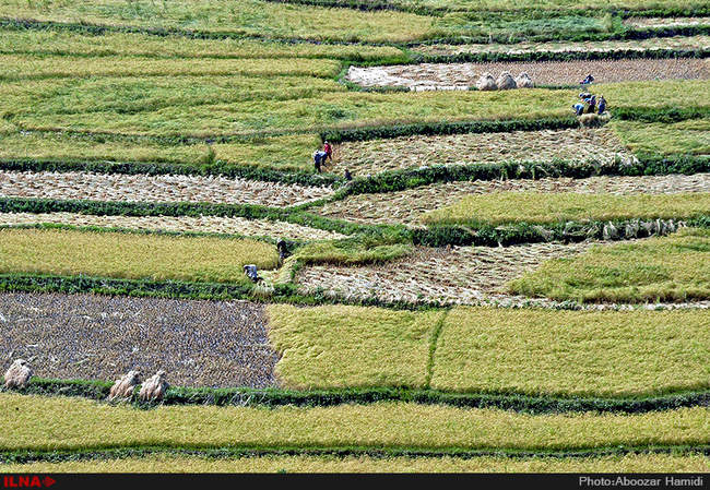 آخرین برداشت خوشه های طلایی برنج در 