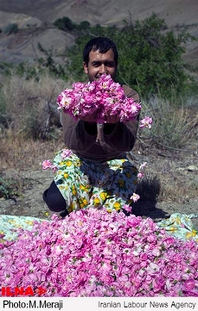 اینجا قمصر است، پایتخت گل و گلاب ایران